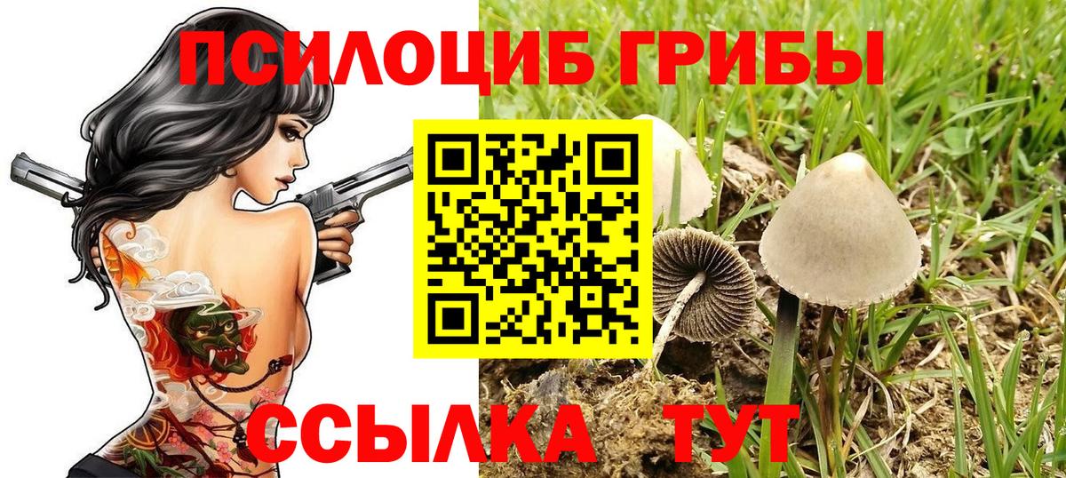 Псилоцибиновые грибы Psilocybe Спасск-Дальний