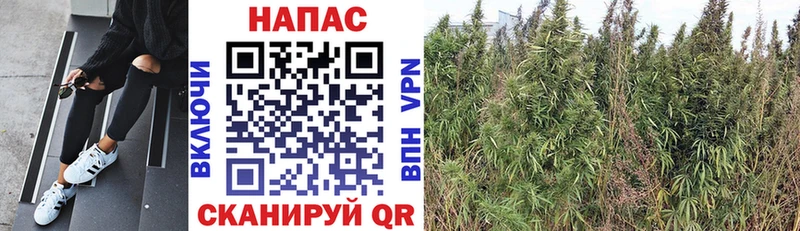 Канабис White Widow  блэк спрут   Спасск-Дальний  где продают наркотики 